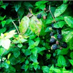 Blackberries3